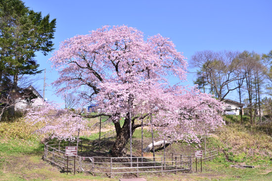 桜めぐり　2016 （幌萌町の大桜）