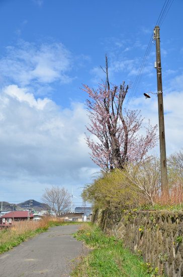 D70_4230[1]