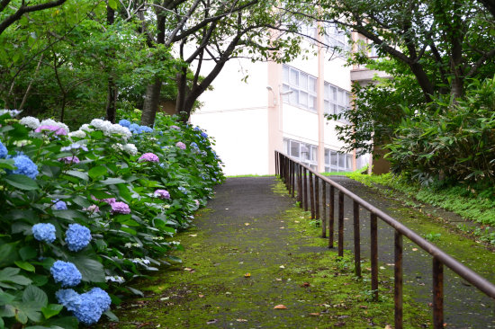 紫陽花めぐり （天沢小学校）