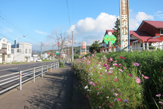 秋探し　御前水町のコスモス