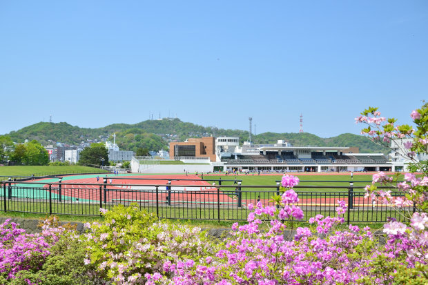入江運動公園のツツジ　2017