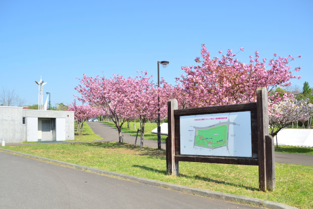 桜めぐり　2017　白鳥台北公園