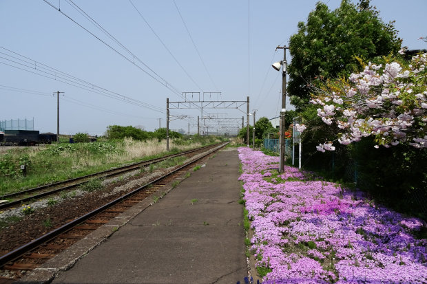みさき駅の芝桜