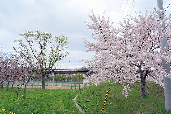 桜のある風景