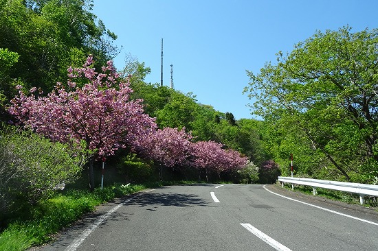 桜めぐり　2018