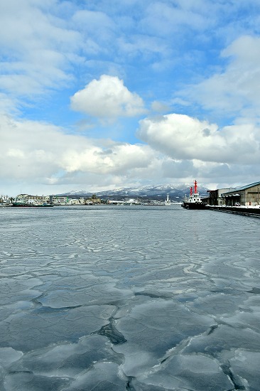 ハスの葉氷　2019