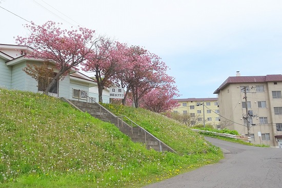 桜めぐり　2022　旧天沢小学校下階段