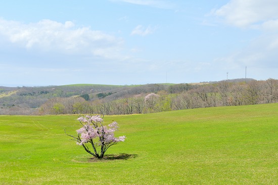 桜めぐり　2023（石川町の一本桜）
