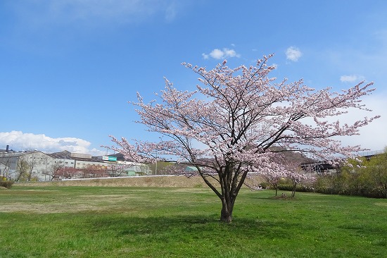桜めぐり　2023（茶津町近辺）