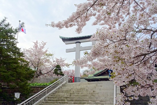 桜めぐり　2023（室蘭八幡宮）