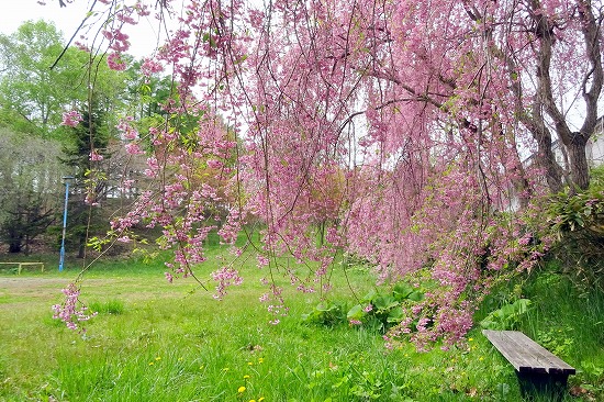 桜めぐり　2023（柏木公園）