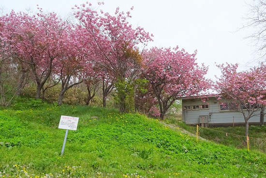 桜めぐり　2023　旧天沢小学校下階段