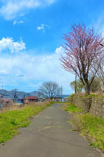 桜めぐり　2023（御前水町近辺）