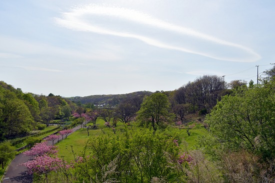 桜めぐり　2024　白鳥台北公園