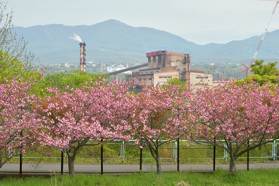 桜めぐり　2024　元 大沢小学校跡