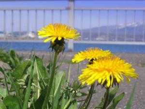 20070422231906.jpg