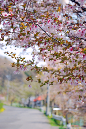 CSC_3116[1]