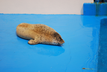 DSC_2931[1]