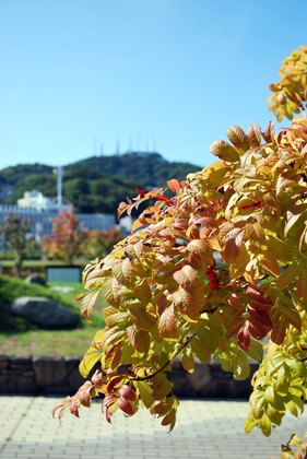 DSC_4056[1]