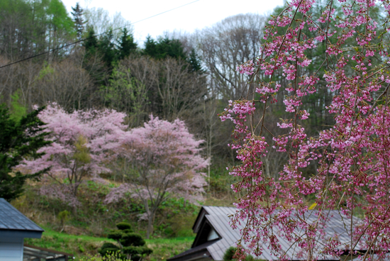 DSC_5001[1]