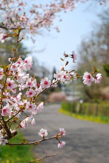 DSC_3055[1]