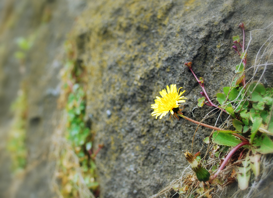 DSC_6746[1]