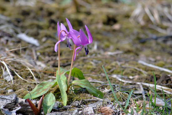 DSC_6950[1]