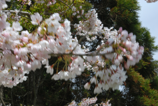 DSC_7319[1]