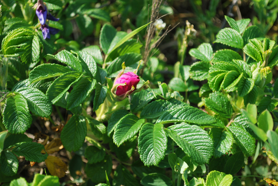 DSC_9341[1]
