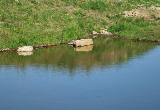 DSC_9377[1]
