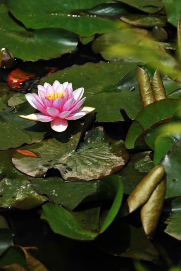 DSC_9203[1]