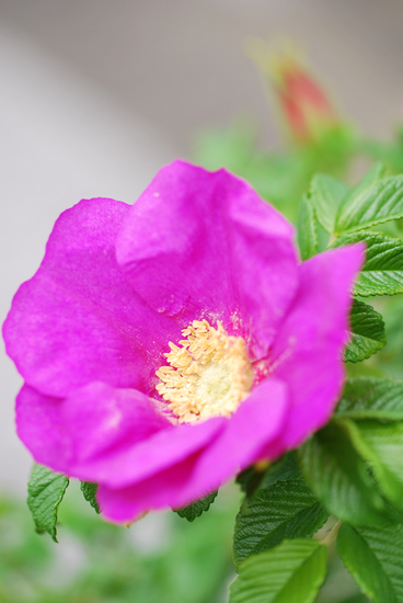 DSC_9932[1]