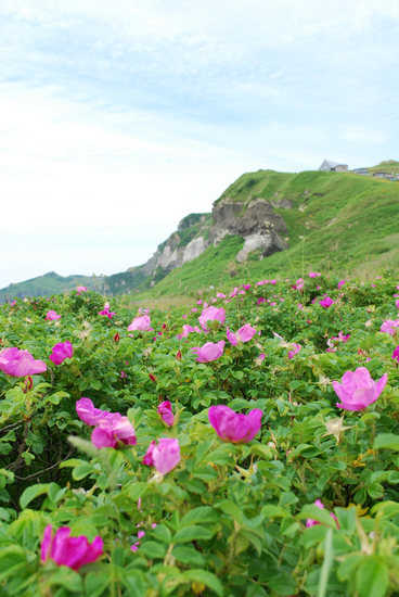 DSC_9832[1]