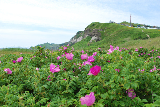 DSC_9909[1]