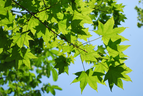 DSC_9402[1]